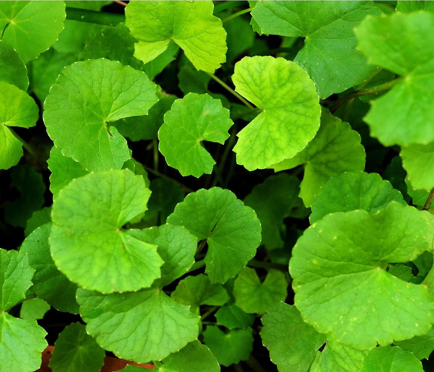 Indian Pennywort (Gotu Kola)