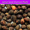 Jamun Seed : Herbs - Mangalore Spice