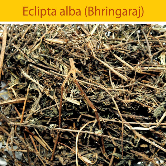 Bhringaraj : Herbs - Mangalore Spice