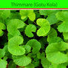 Indian Pennywort (Gotu Kola) : Herbs - Mangalore Spice