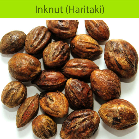 Inknut (Haritaki) : Herbs - Mangalore Spice