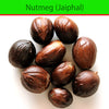 Nutmeg (Jaiphal) : Spices - Mangalore Spice